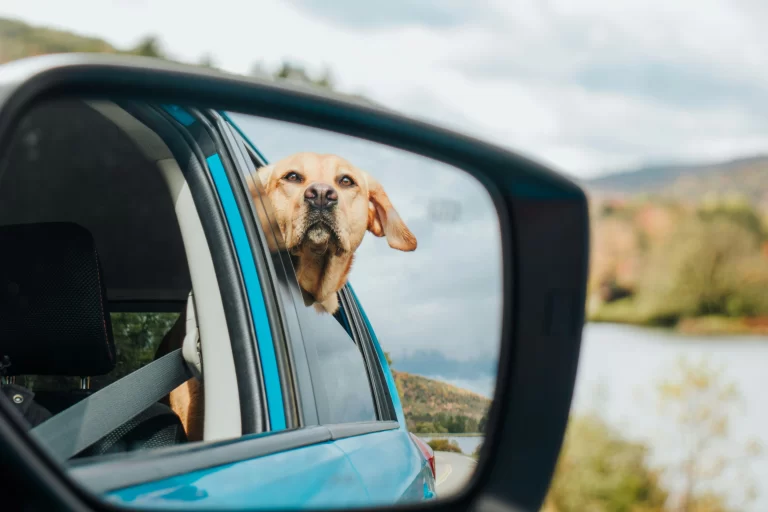 Cheap AHC, pet passport