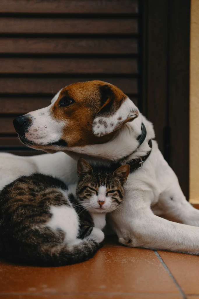 cat and dog AHC