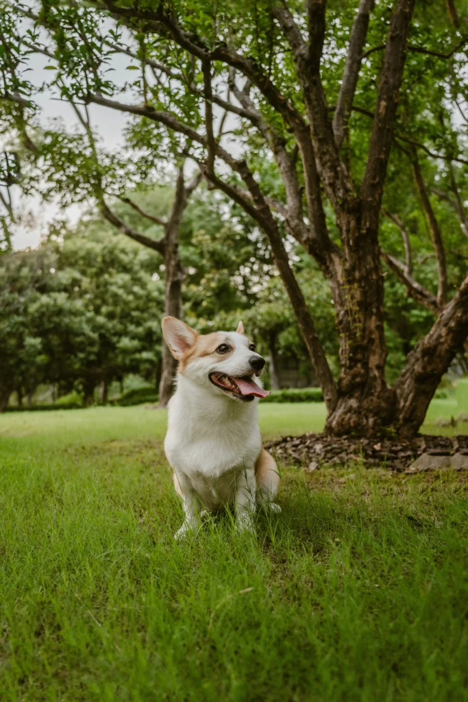 North West London AHC