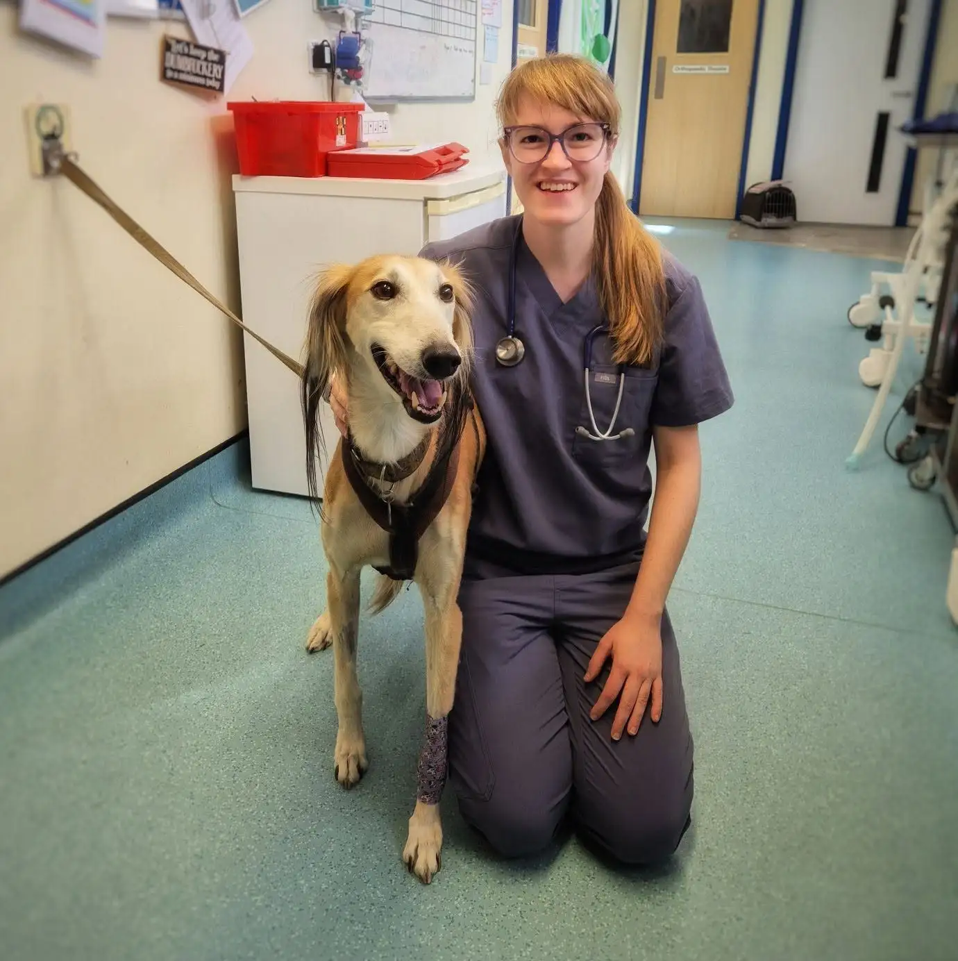 cheapest AHC - oxford - kidlington - bicester - headington - vet home certs - animal health certificate