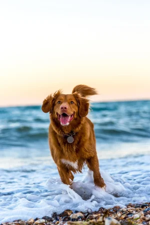 Pet passports